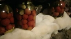 Како да се ослободите од мувла во подрумот и подрумот